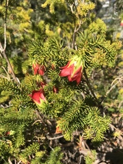Darwinia oxylepis