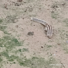 Funambulus pennantii