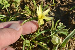 Romulea hirta