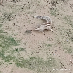 Funambulus pennantii