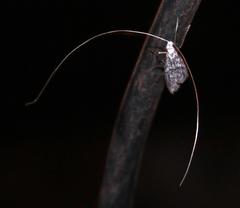 Adelidae