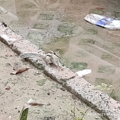 Funambulus pennantii