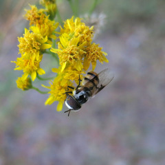 Copestylum fornax