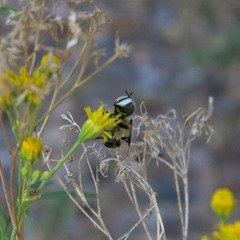 Copestylum fornax