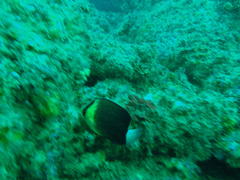 Chaetodon blackburnii