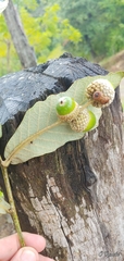 Quercus peduncularis
