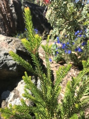 Darwinia oxylepis
