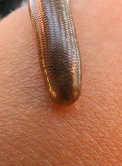 Afrotyphlops bibronii