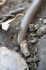 Afrotyphlops bibronii