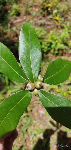 Quercus sapotifolia