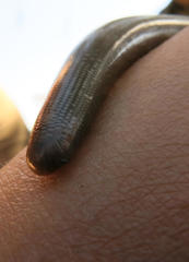 Afrotyphlops bibronii