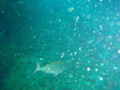 Chirodactylus jessicalenorum