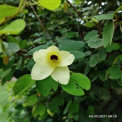 Bauhinia tomentosa