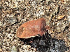 Basicryptus costalis