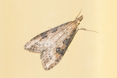 Udea itysalis
