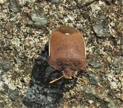 Basicryptus costalis