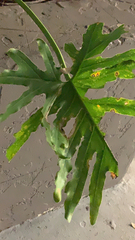Thaumatophyllum bipinnatifidum