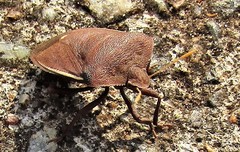 Basicryptus costalis
