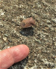 Basicryptus costalis