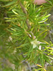 Cliffortia paucistaminea australis