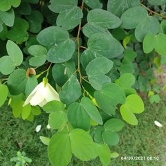 Bauhinia tomentosa