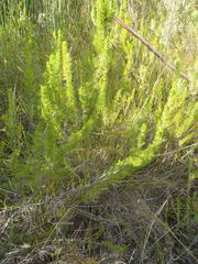 Cliffortia paucistaminea australis