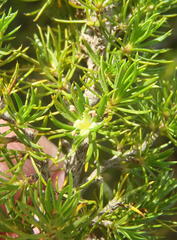 Cliffortia paucistaminea australis