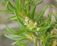 Cliffortia paucistaminea australis