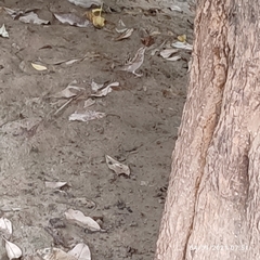 Passer domesticus indicus