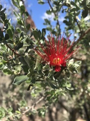Kunzea pulchella