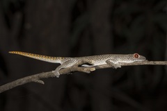 Strophurus taenicauda