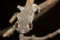 Strophurus taenicauda