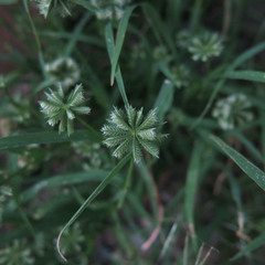 Dactyloctenium radulans