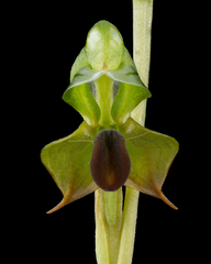 Pterostylis gibbosa