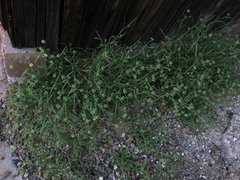 Dactyloctenium radulans