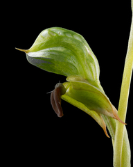 Pterostylis gibbosa