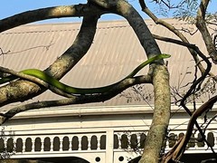 Dendroaspis angusticeps