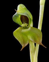 Pterostylis gibbosa