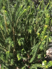 Darwinia meeboldii