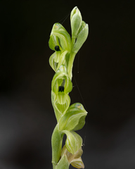 Pterostylis bicolor