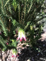 Darwinia meeboldii
