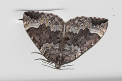 Eulithis destinata