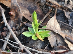 Pterostylis tasmanica