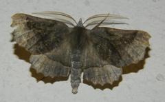 Drepanogynis determinata