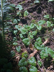 Rubus nivalis