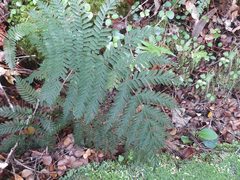 Leptopteris hymenophylloides