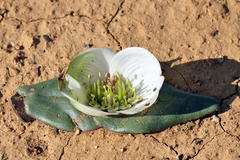 Colchicum crenulatum