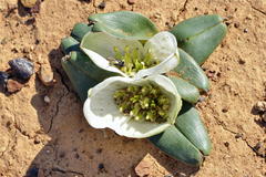 Colchicum crenulatum