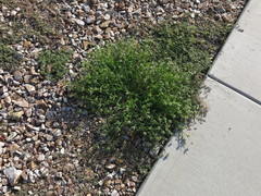 Dactyloctenium radulans