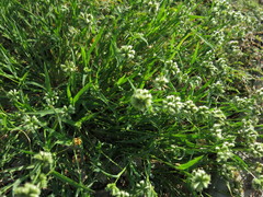 Dactyloctenium radulans